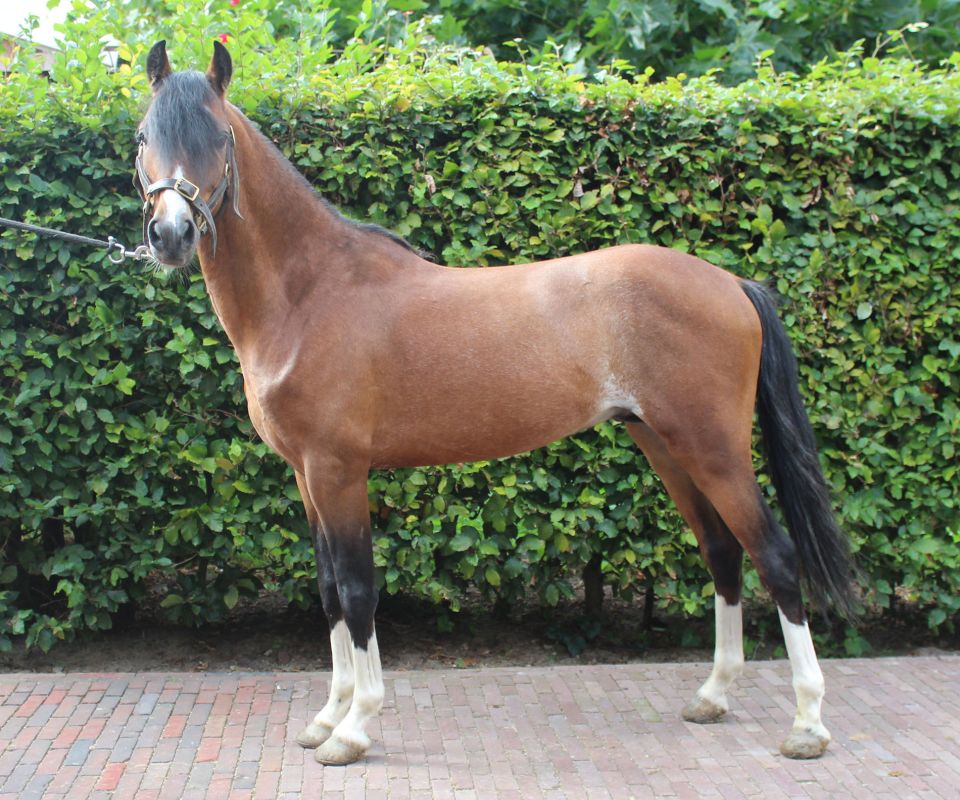 Stapleford Theonethatgotaway