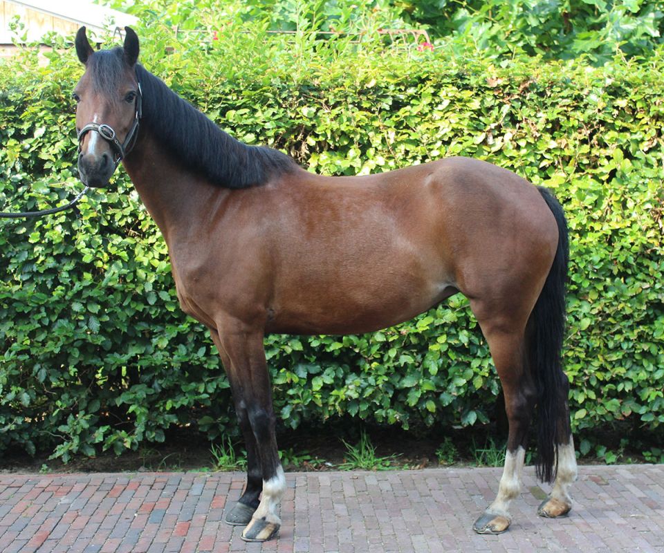 Stapleford Shake A Leg