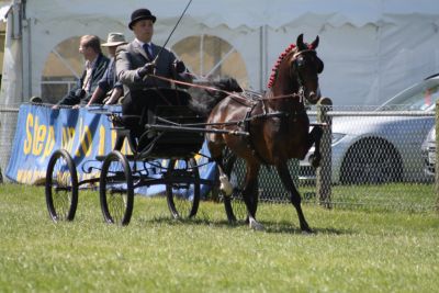American Hackney Horse Society