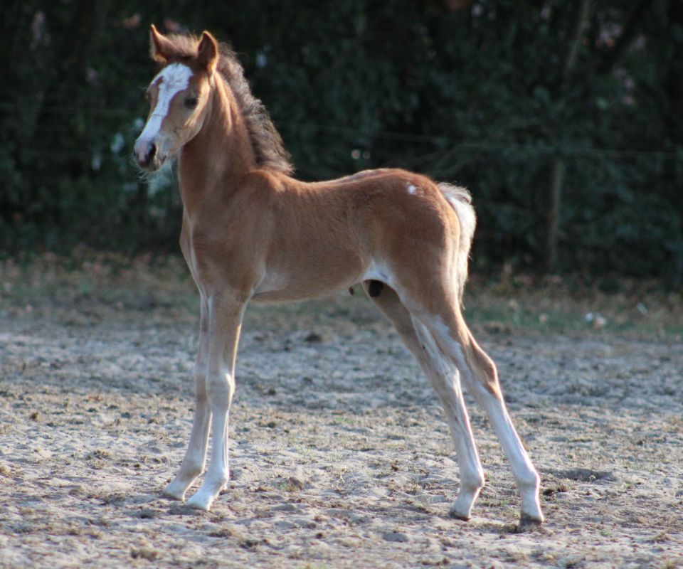 Heemhoeve's He's The King