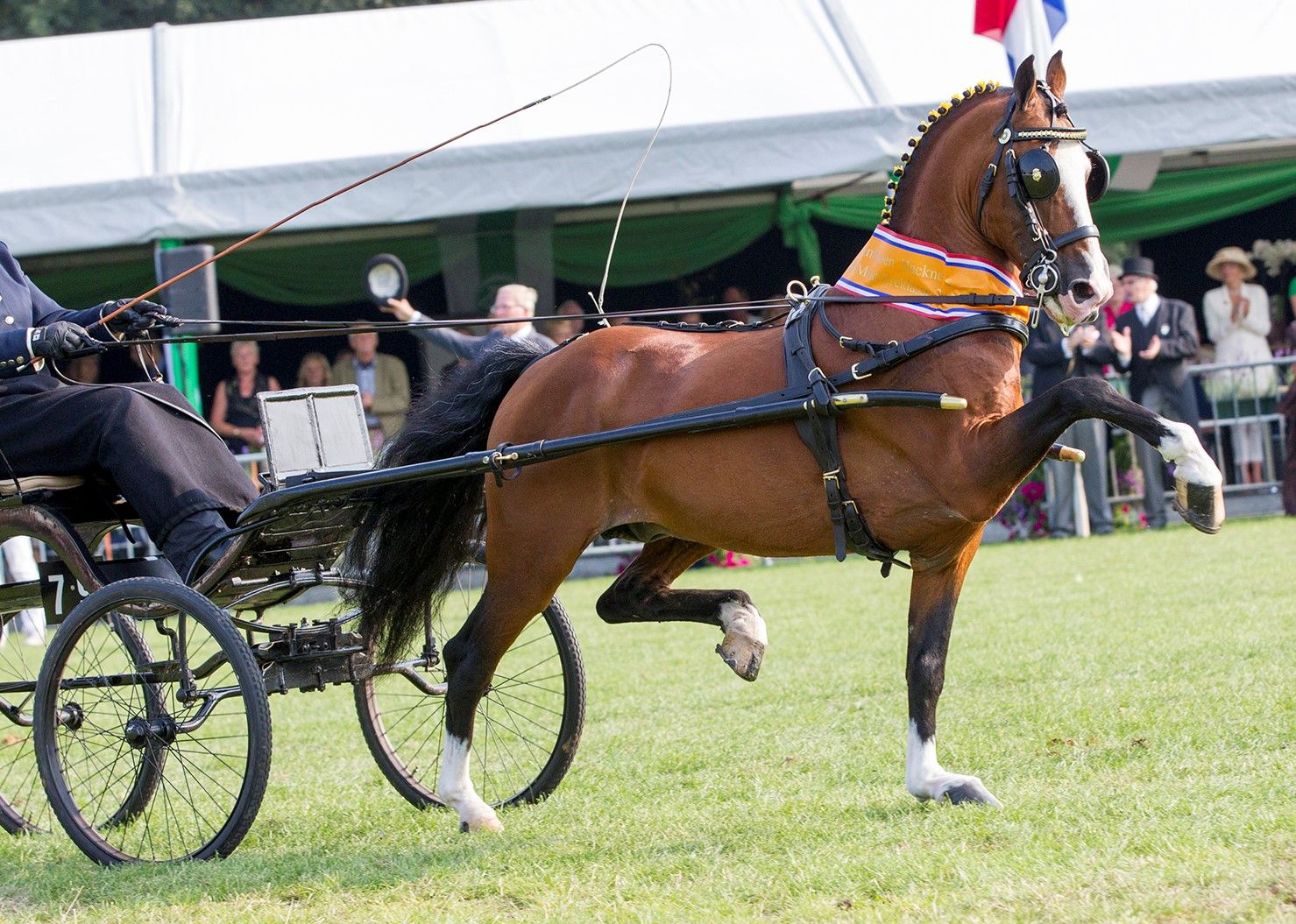 Hackney als showpaard