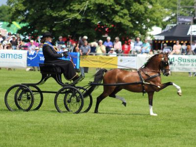 Hackney Horse Society