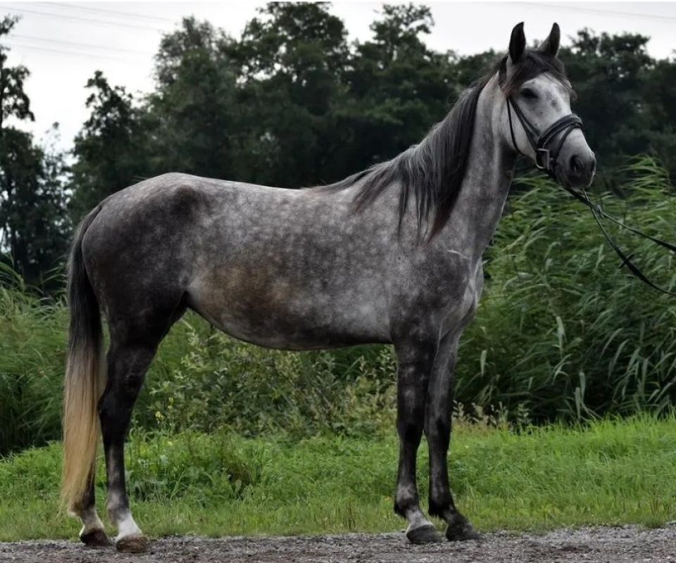 Heemhoeve's Hope of Glory