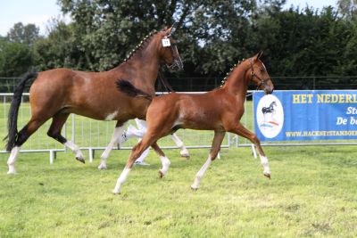 Nederlandsch Hackney Stamboek